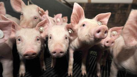 Wenn die Ferkel wüssten, was ihnen für ein Leben bevorsteht, würden sie dann wütender in die Kamera schauen? 