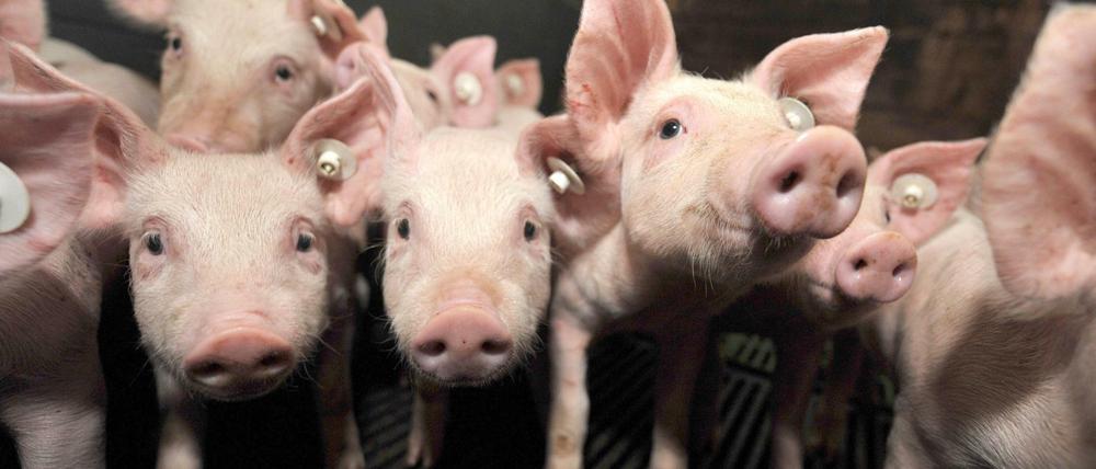 Wenn die Ferkel wüssten, was ihnen für ein Leben bevorsteht, würden sie dann wütender in die Kamera schauen?