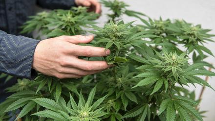 Die bisher praktizierte Verbotspolitik für Cannabis ist gescheitert, man sollte die Droge legalisieren.