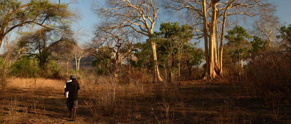 Zwei Afrikaner auf Honigsuche in Mosambiks Steppen.