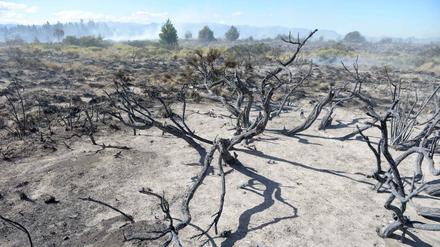 Verbrannte Bäume nach einem Waldbrand.
