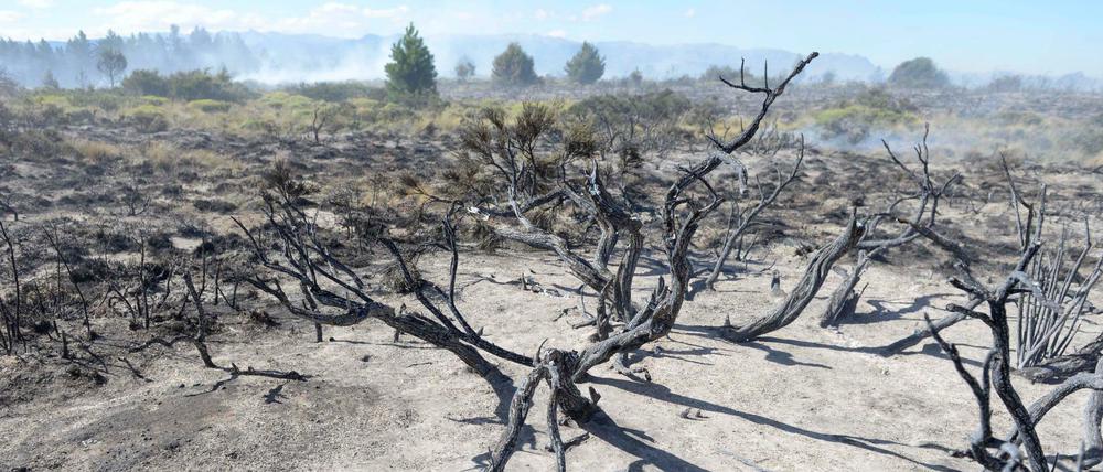 Verbrannte Bäume nach einem Waldbrand.