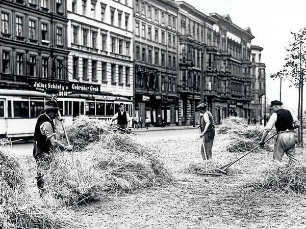 Städtische Landwirtschaft. Kreuzberger Senfernte im August des Kriegsjahres 1943.
