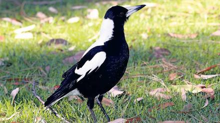Vermehrtes Potenzial. Die clevereren Flötenvögel ziehen auch mehr Küken groß als andere. 
