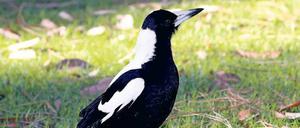 Vermehrtes Potenzial. Die clevereren Flötenvögel ziehen auch mehr Küken groß als andere.