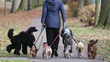 Hunde müssen in Berlin momentan noch nicht an die Leine.
