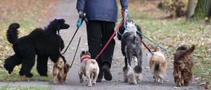 Hunde müssen in Berlin momentan noch nicht an die Leine.