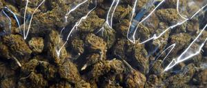 Ein Beutel mit Marihuana.