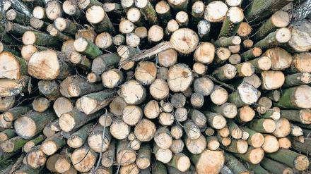 Berlin setzt auf Holz als Baustoff.