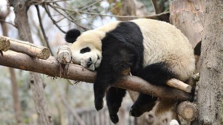Pandabären sind für ihre Faulheit bekannt.