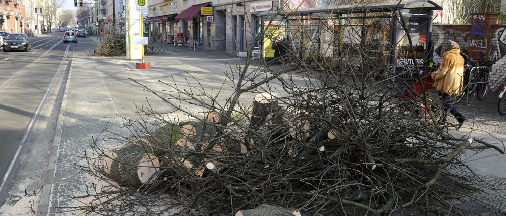 Baumfällung in der Pappelallee - auch hier für mehr Radweg.
