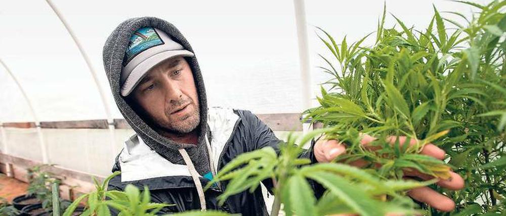 Hohe Hürden. Wer in Kalifornien Gras mit Genehmigung der Behörden anbauen will, muss viele Auflagen erfüllen.