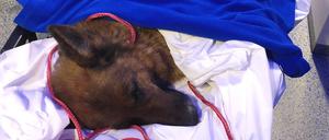 Erschöpft in Zürich: Schäferhündin Rapunzel aus Frankfurt am Main