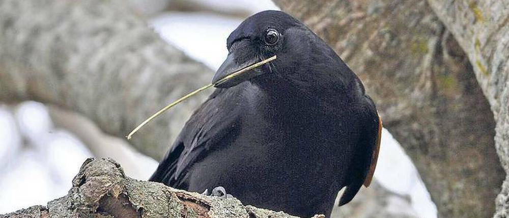 Neukaledonische Krähen basteln sich ihr eigenes, ganz spezielles Essbesteck.