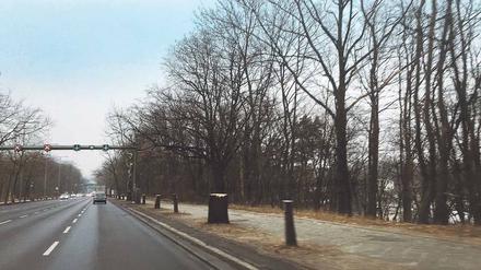 Abgeholzt. Der Anblick der abgesägten Bäume entlang der Heerstraße zwischen Frey- und Stößenseebrücke schmerzt viele.