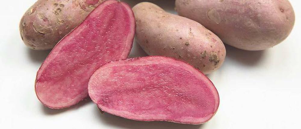 Bodenschatz. Die Rote Emmalie fällt allein schon durch ihre Farbe auf. Sie ist die „Kartoffel des Jahres“. 