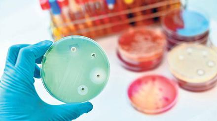 Sichtbar wirksam: Auf einen grün eingefärbten Bakterienrasen sind vier Tropfen verschiedener Antibiotika aufgebracht worden. Der unterschiedlich breite weiße Ring zeigt, wie wirksam das Antibiotikum ist: An den weißen Stellen sind die Bakterien abgetötet.