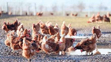 Flatterhaft. Unter welchen Haltungsbedingungen sich ein Huhn wohl fühlt, sollte besser durch Forschung als durch Vermutungen ergründet werden. Das Freiland behagt den Tieren jedenfalls weit weniger als bislang gedacht. 