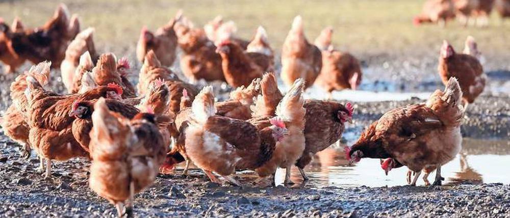 Flatterhaft. Unter welchen Haltungsbedingungen sich ein Huhn wohl fühlt, sollte besser durch Forschung als durch Vermutungen ergründet werden. Das Freiland behagt den Tieren jedenfalls weit weniger als bislang gedacht. 
