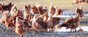 Flatterhaft. Unter welchen Haltungsbedingungen sich ein Huhn wohl fühlt, sollte besser durch Forschung als durch Vermutungen ergründet werden. Das Freiland behagt den Tieren jedenfalls weit weniger als bislang gedacht. 