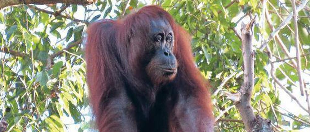 Die Populationen von Orang-Utans auf der Insel Borneo sind drastisch zurück gegangen.