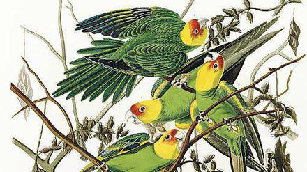 Ausgestorben. Der Naturforscher John James Audubon sah Karolinensittiche noch zu tausenden und zeichnete sie. 