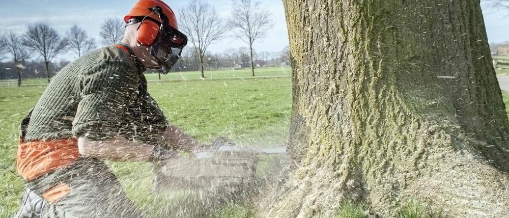 Kettensägen-Massaker - hier zwar nicht in Lichtenberg, aber ebenso brutal