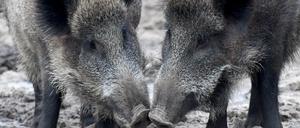 In großer Gefahr. Der Bauernverband möchte hierzulande 70 Prozent aller Wildschweine töten. 