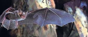 Große Säugetiere leben lang, kleine kurz. Fledermäuse sind die Ausnahme von dieser Regel. Offenbar können sie ihr Erbgut auch nach vielen Zellteilungen jung halten.