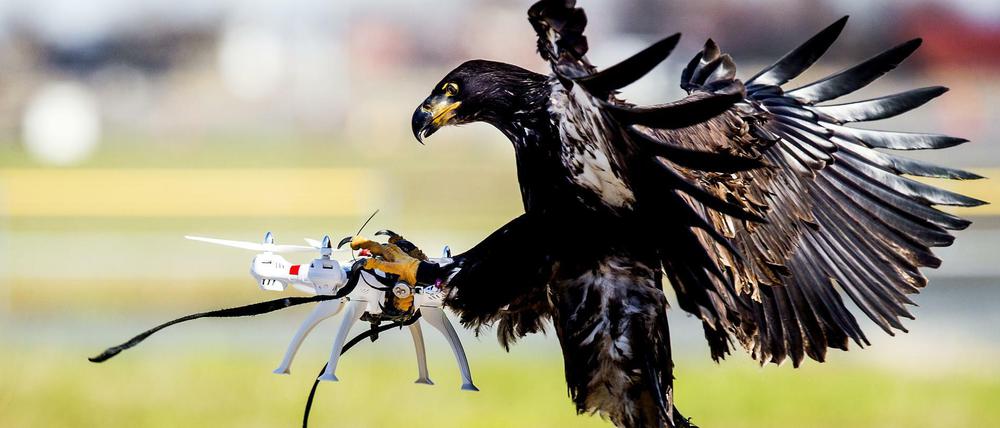 Ein Adler greift nach einer Drohne.