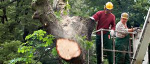 Die Deutsche Wohnen erhielt die Genehmigung zur Baumfällung vom Naturschutzamt Pankow.