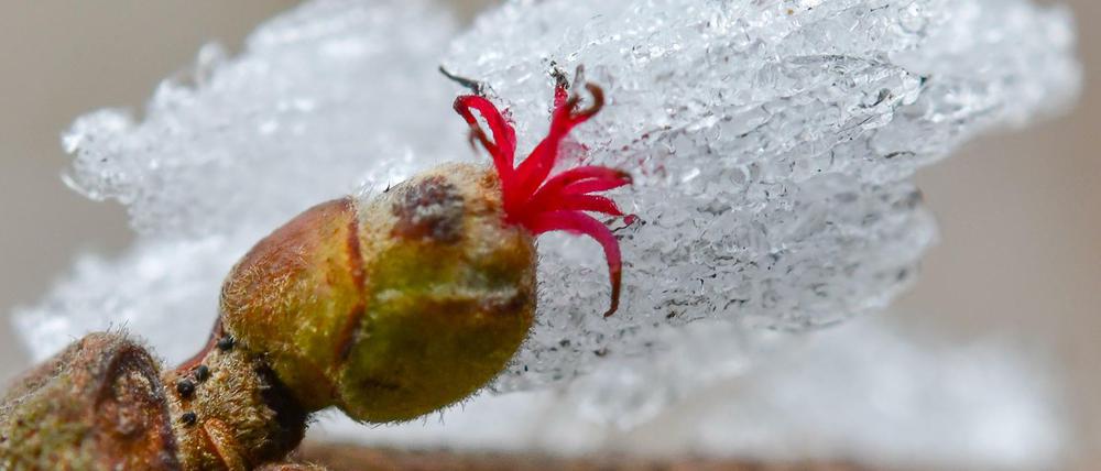 An einem Haselnussstrauch ist eine Blüte von Raureif bedeckt.