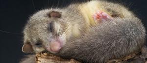 Schlafen wie ein Siebenschläfer? Jedenfalls mindestens sieben Stunden am Tag, sagt der Schlafforscher Hans Günter Weeß.