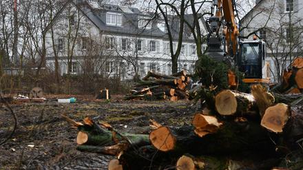 Der Ärger um Baumfällung in Pankow geht weiter.