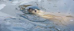 Die Eisbären genießen die frostigen Temperaturen.