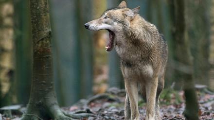 Wölfe - nun auch in Reinickendorf