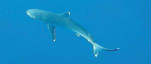 Weniger im Meer. Silberspitzenhaie leben außerhalb der Lagunen. Sie sind deshalb für illegale Fischer leichte Beute. Die Population is massiv eingebrochen.