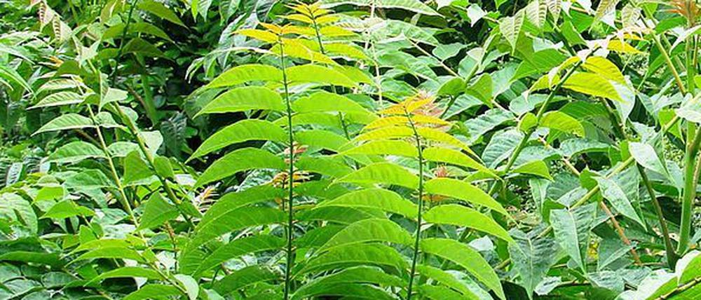 Leicht mit der Esche oder Essigbaum zu verwechseln: der Chinesische Götterbaum.