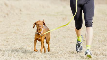 Hunde sollte man langsam ans Laufen gewöhnen.