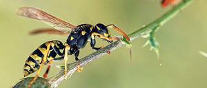 Strichcode. Feldwespen-Arten lassen sich mit DNS-Analyse besser erkennen. 