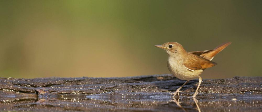 Nachtigall (Luscinia megarhynchos)