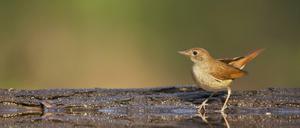 Nachtigall (Luscinia megarhynchos)