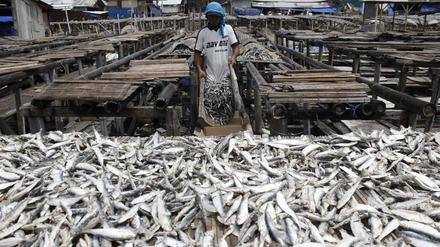 Ein Arbeiter sortiert frisch gefangenen Fisch im indonesischen Jakarta.