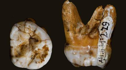Vom Denisova-Menschen gibt es bislang nur ein paar wenige Knochenreste aus einer Höhle im sibirischen Altai-Gebirge, darunter auch Zähne, aus denen Erbgutreste isoliert werden konnten.