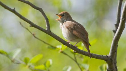 Eine FU-Biologin hatte beantragt, freilebende Nachtigallen zu Forschungszwecken aus Berliner Parks entnehmen zu können.