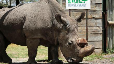 Das Nördliche Breitmaulnashorn "Sudan" im Mai 2017 im kenianischen Wildtierreservat Ol Pejeta. 