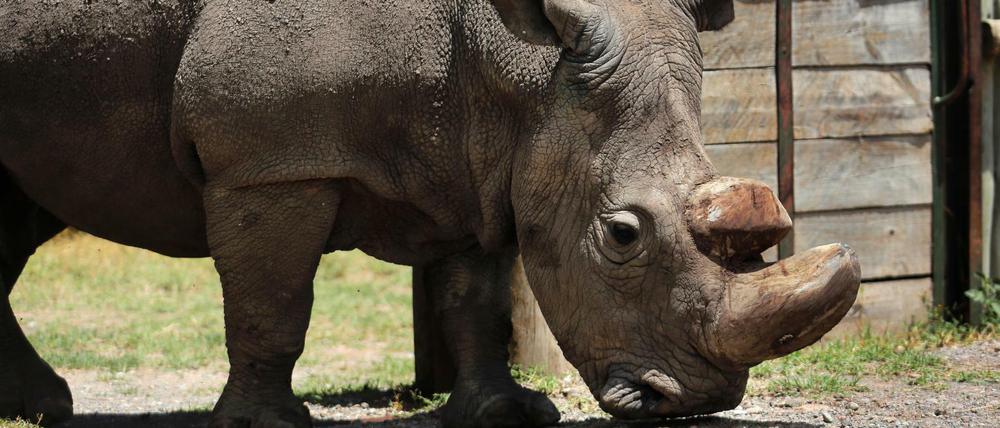 Das Nördliche Breitmaulnashorn "Sudan" im Mai 2017 im kenianischen Wildtierreservat Ol Pejeta.