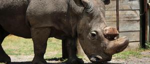 Das Nördliche Breitmaulnashorn "Sudan" im Mai 2017 im kenianischen Wildtierreservat Ol Pejeta. 