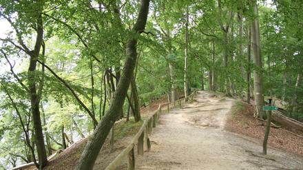 Waldweg am Seeufer.