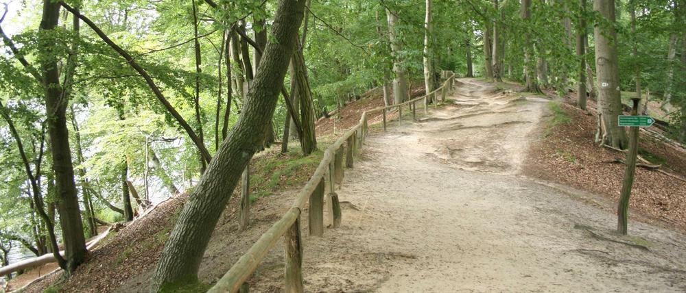 Waldweg am Seeufer.